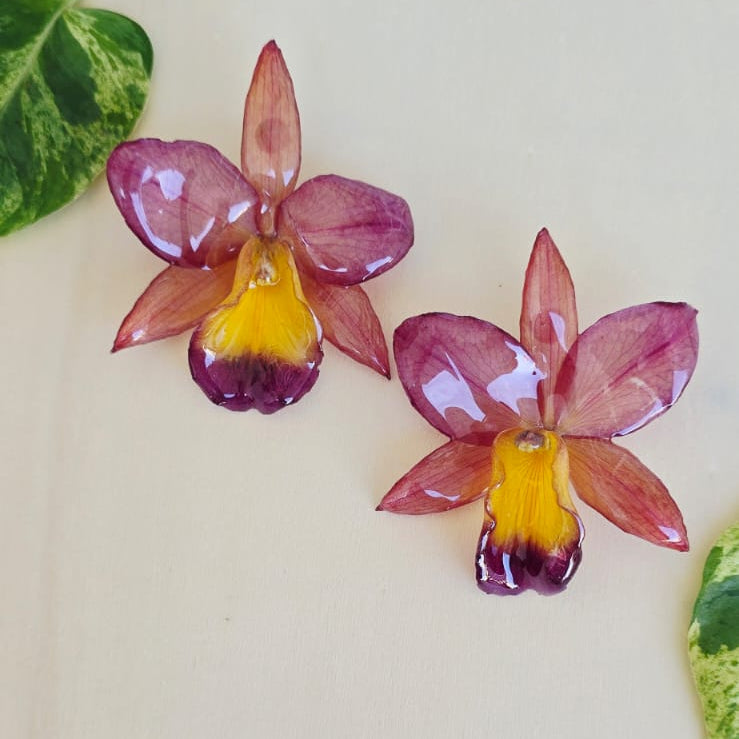 Topos Orquídea mini Cattleya