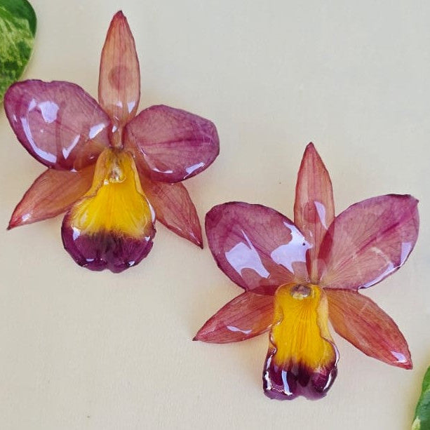 Topos Orquídea mini Cattleya