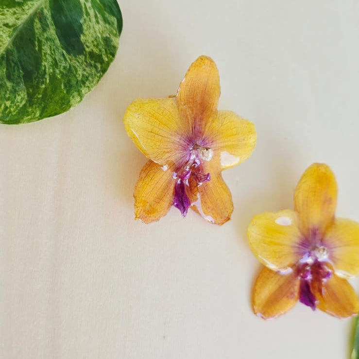 Topos Orquídea Phalaenopsis