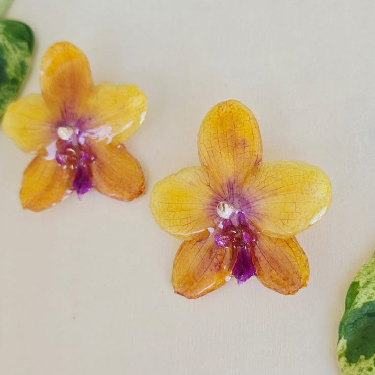 Topos Orquídea Phalaenopsis