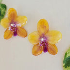 Topos Orquídea Phalaenopsis