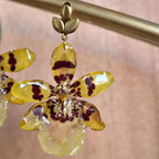 Aretes orquídea Colmanara