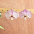 Topos Orquídea Phalaenopsis
