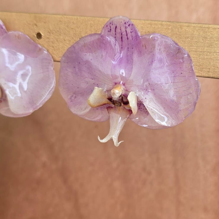 Topos Orquídea Phalaenopsis