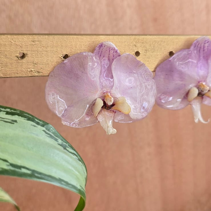 Topos Orquídea Phalaenopsis