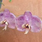 Topos Orquídea Phalaenopsis