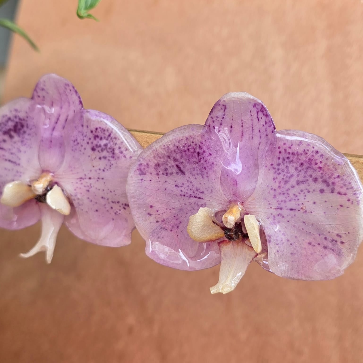 Topos Orquídea Phalaenopsis