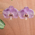 Topos Orquídea Phalaenopsis