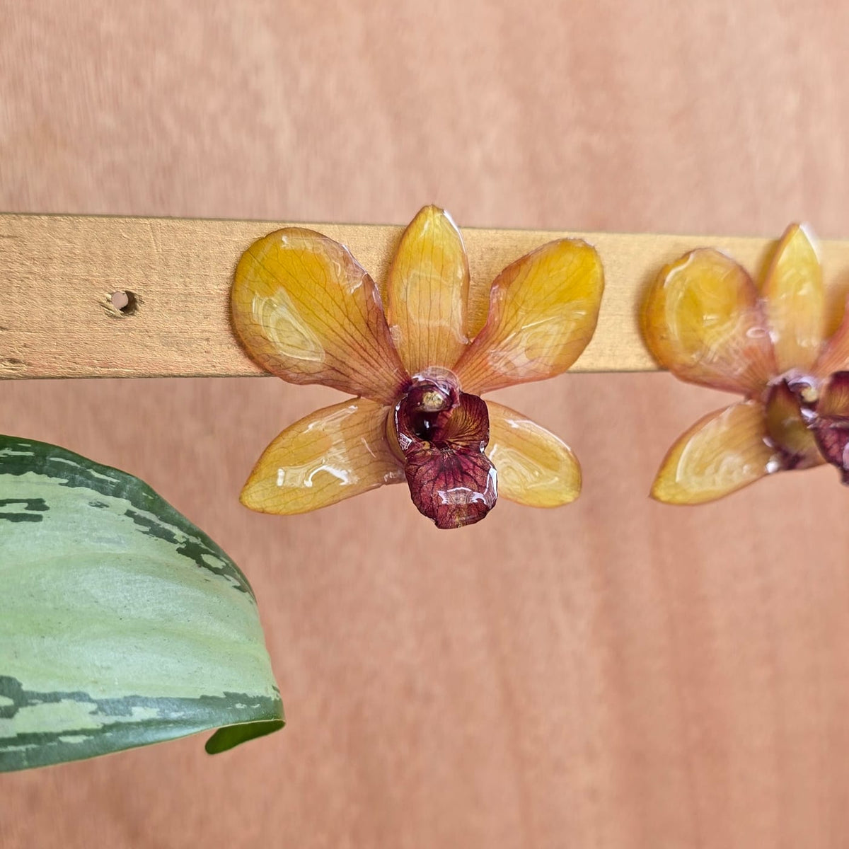 Topos Dendrobium