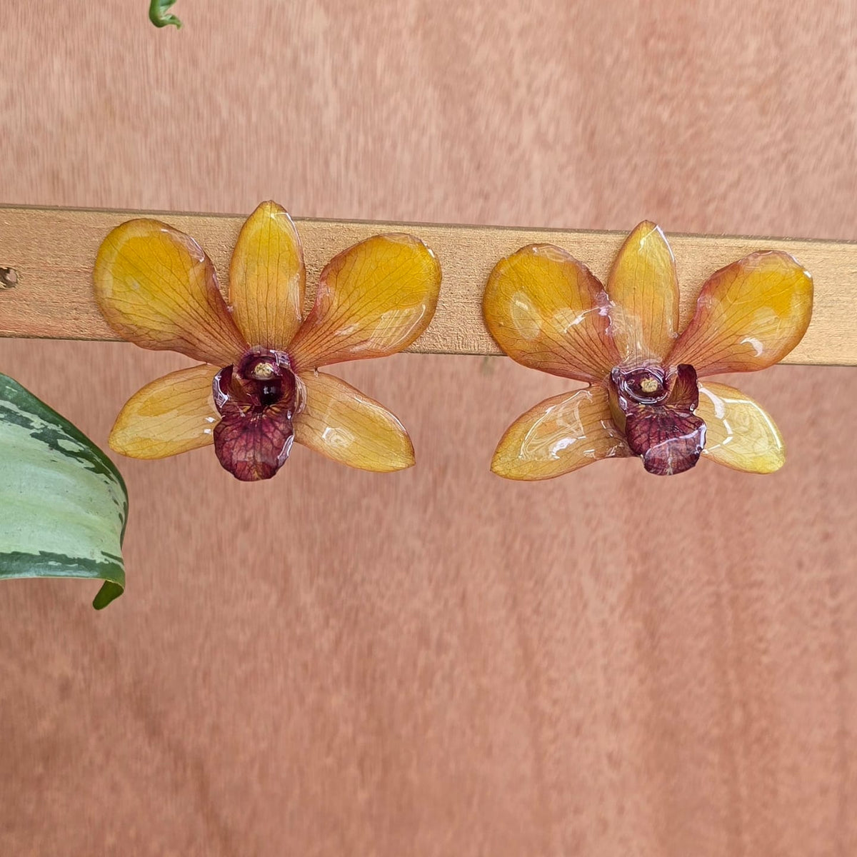 Topos Dendrobium
