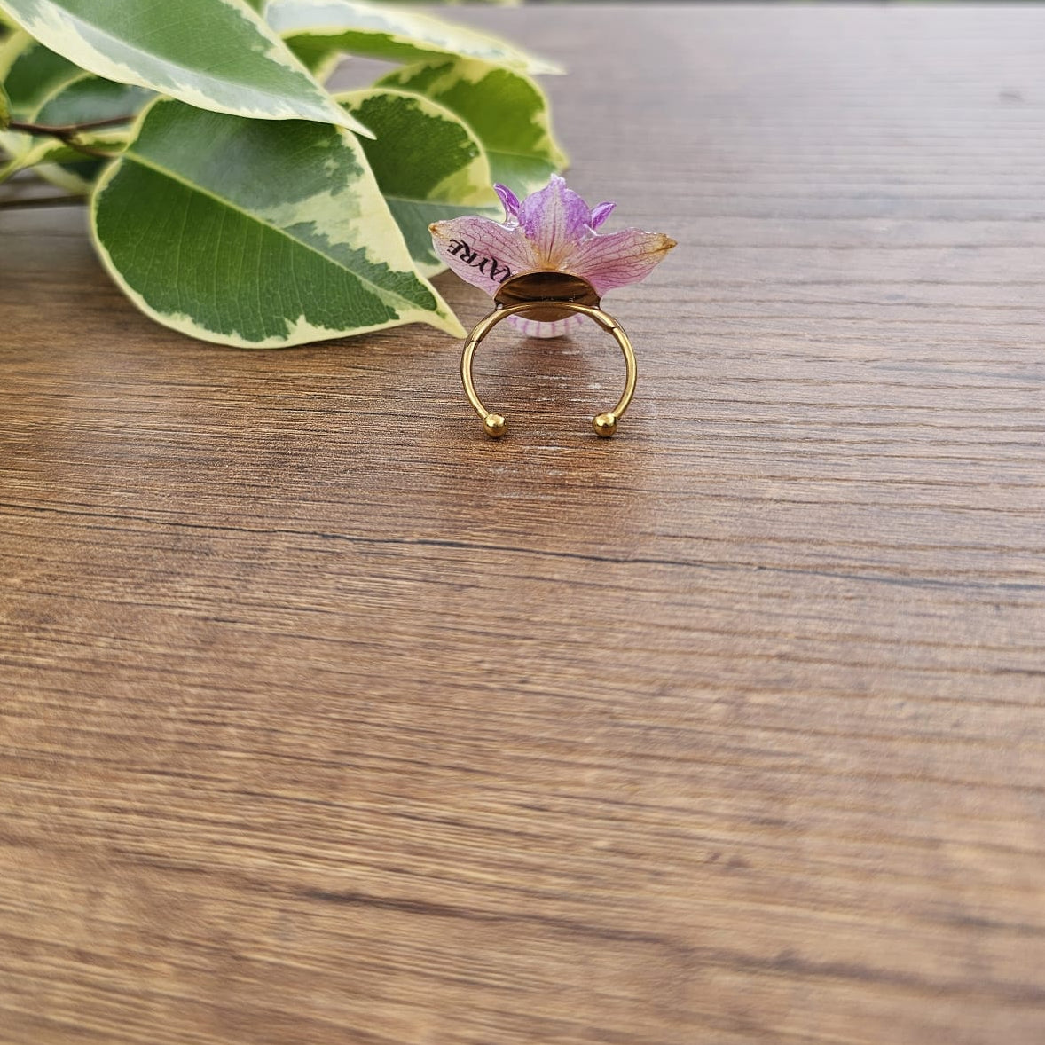 Anillo de Orquídea Phalaenopsis