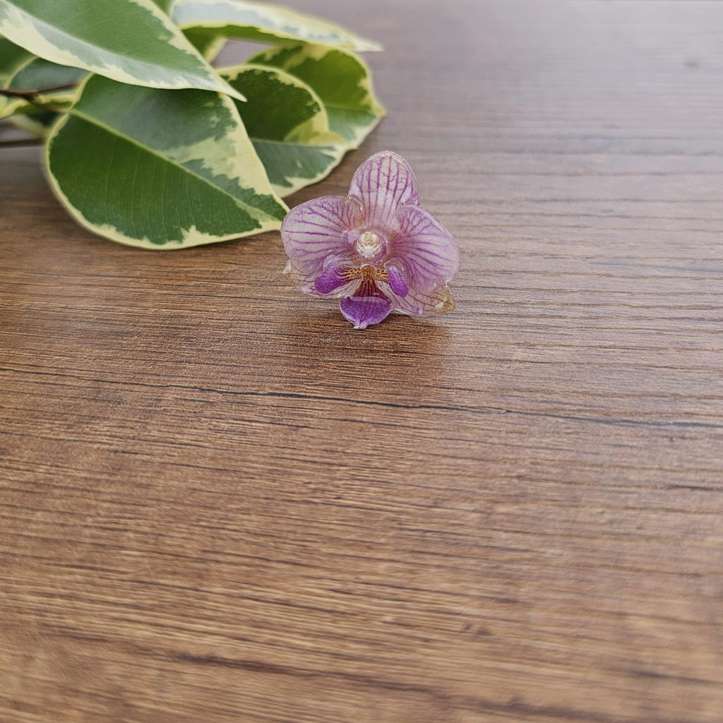 Anillo de Orquídea Phalaenopsis