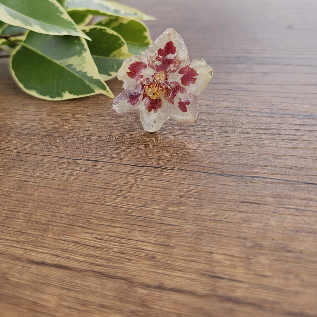 Anillo orquídea Odontoglossum