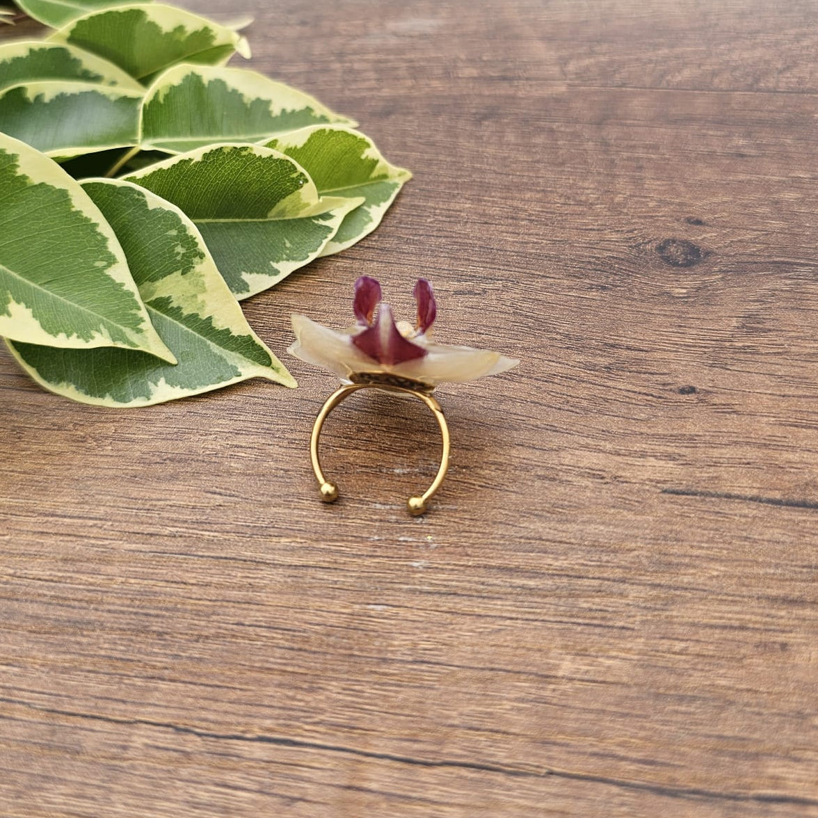 Anillo de Orquídea Phalaenopsis