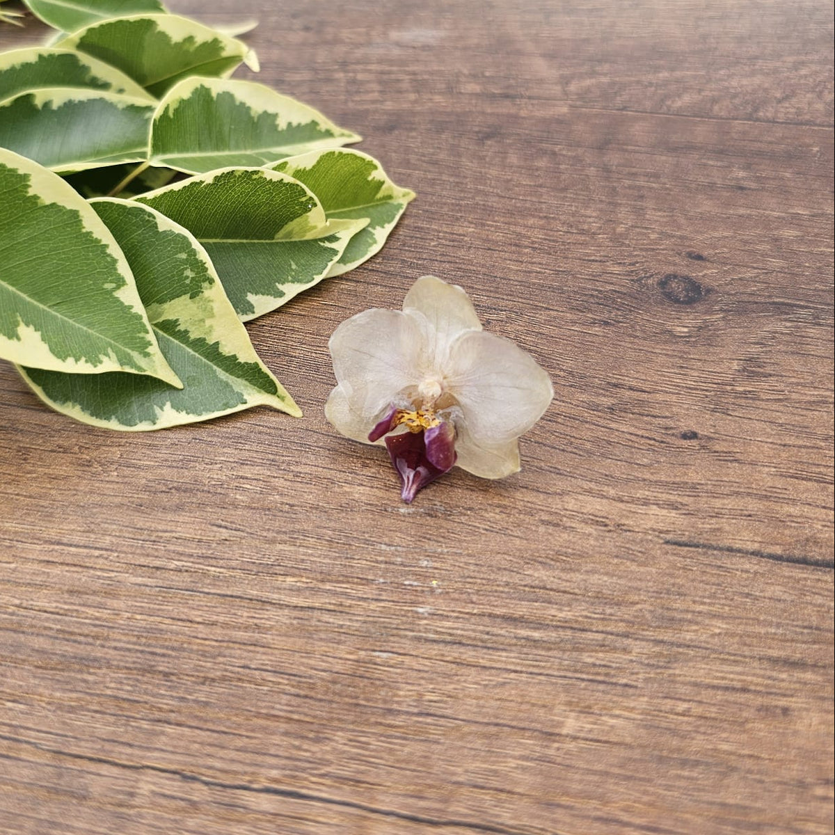 Anillo de Orquídea Phalaenopsis