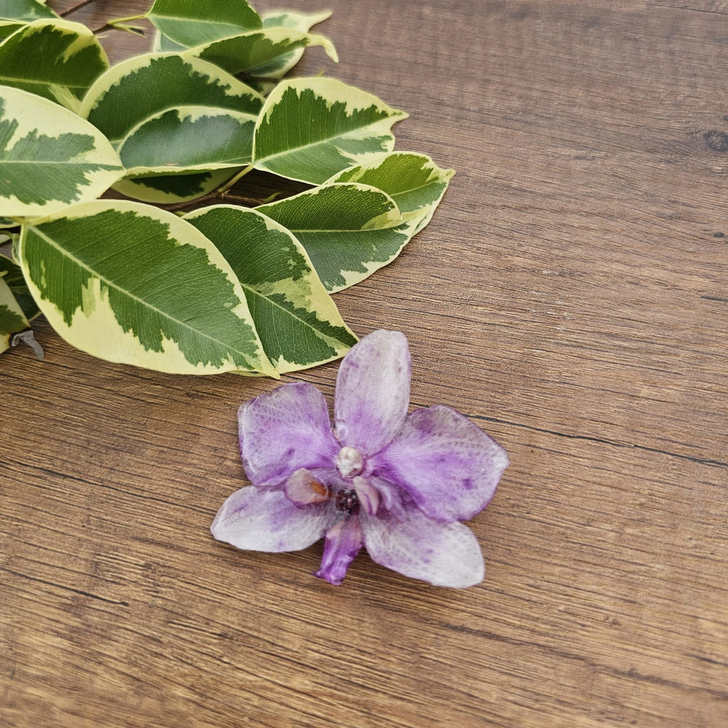Pinza orquídea Phalaenopsis