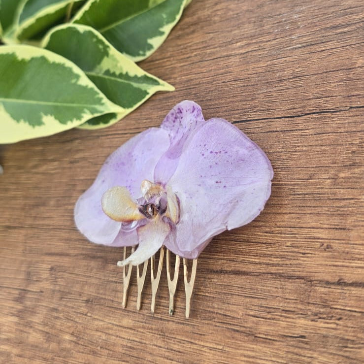Pinza orquídea Phalaenopsis