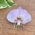 Pinza orquídea Phalaenopsis