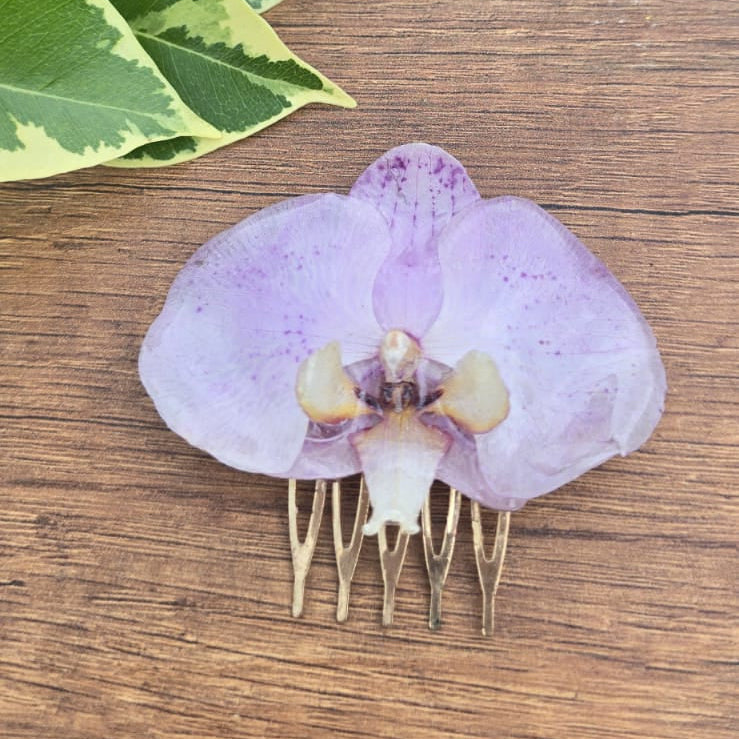 Pinza orquídea Phalaenopsis