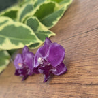 Topos Orquídea Phalaenopsis