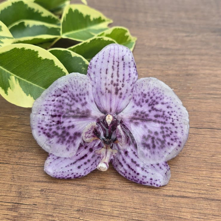 Pinza orquídea Phalaenopsis