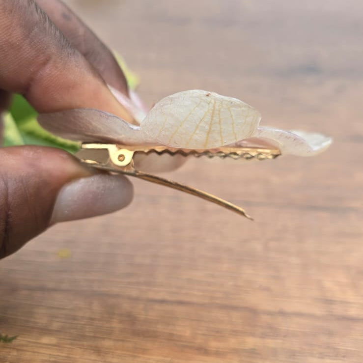 Pinza orquídea Phalaenopsis