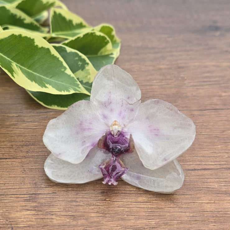 Pinza orquídea Phalaenopsis