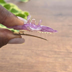Pinza orquídea Phalaenopsis