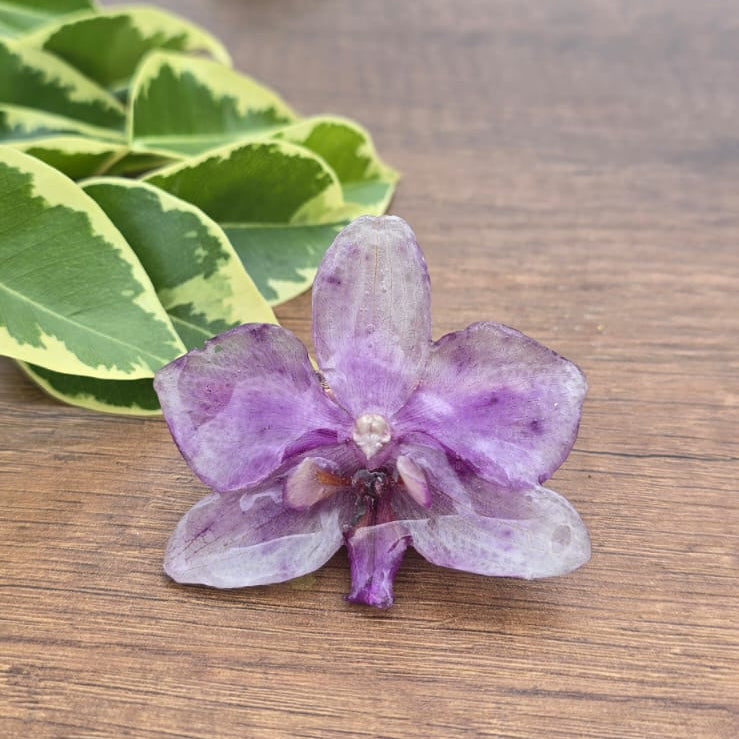 Pinza orquídea Phalaenopsis