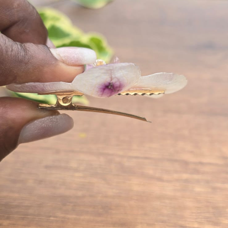 Pinza orquídea Phalaenopsis