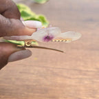 Pinza orquídea Phalaenopsis
