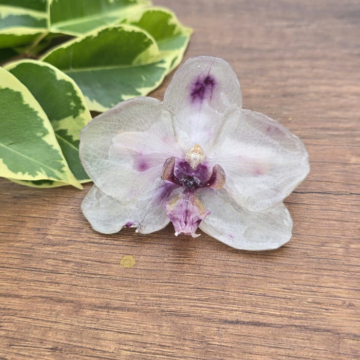 Pinza orquídea Phalaenopsis