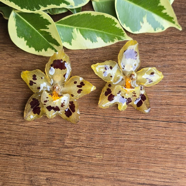 Topos orquídeas Odontoglossum