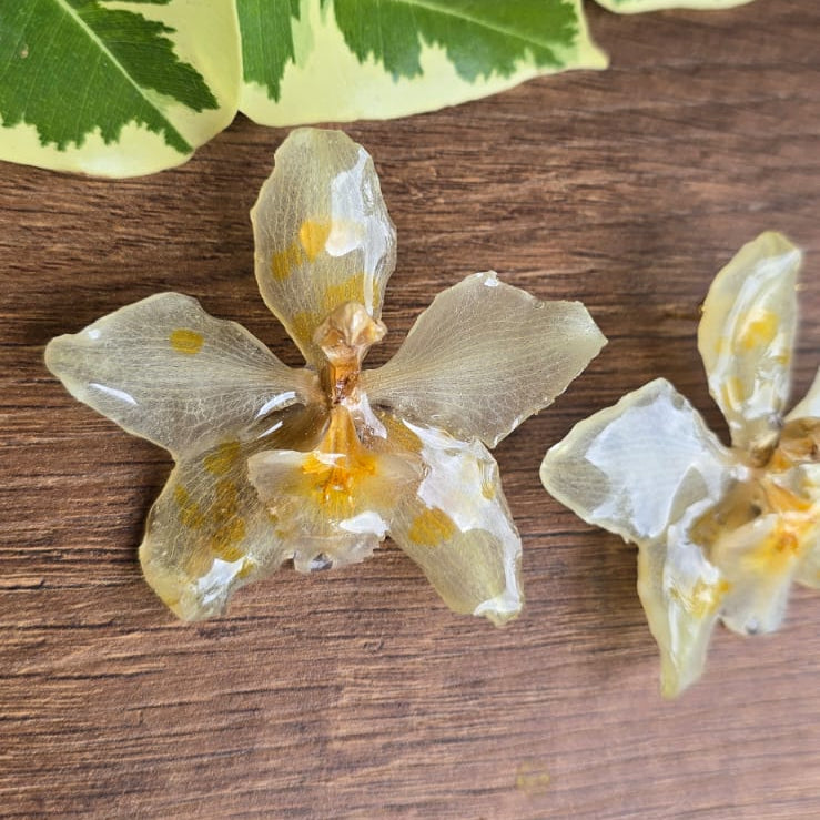 Topos orquídeas Odontoglossum