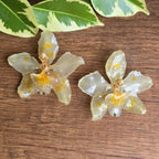 Topos orquídeas Odontoglossum