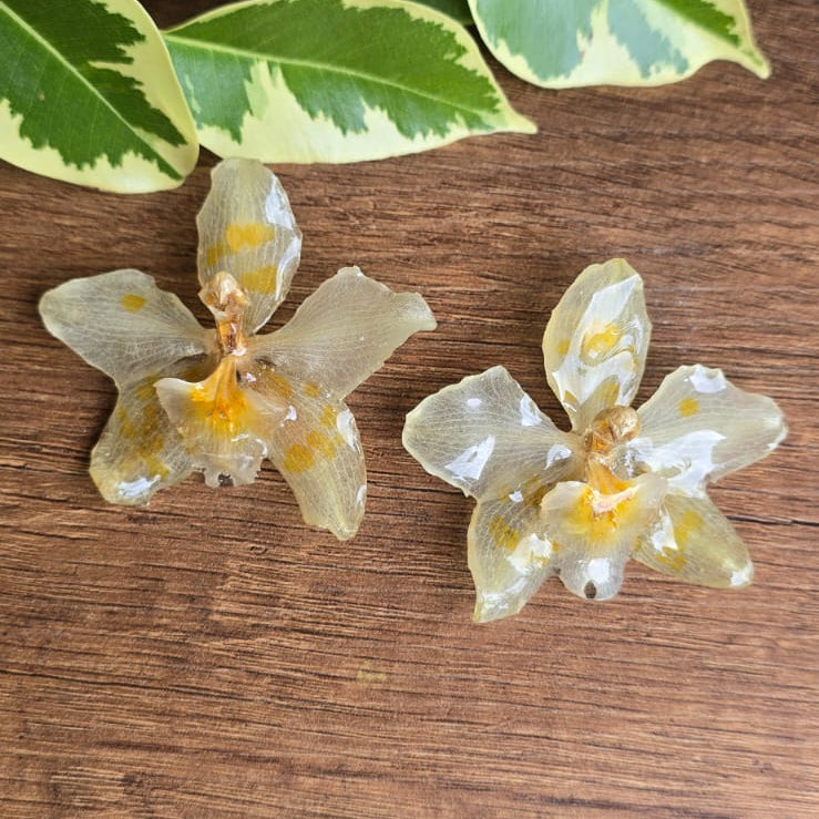 Topos orquídeas Odontoglossum