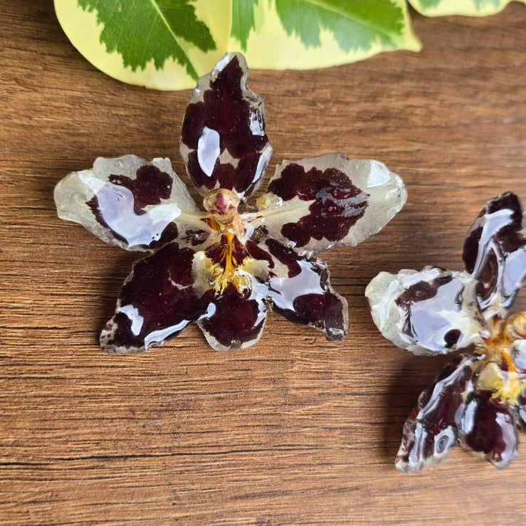 Topos orquídeas Odontoglossum