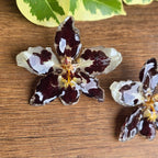 Topos orquídeas Odontoglossum