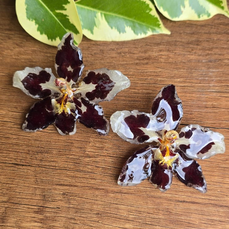 Topos orquídeas Odontoglossum