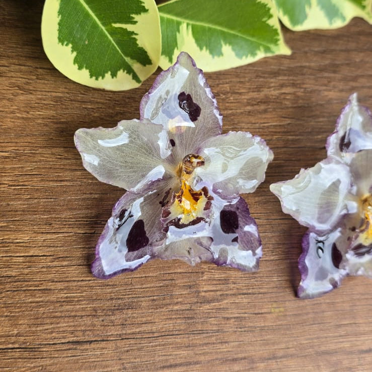 Topos orquídeas Odontoglossum