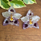 Topos orquídeas Odontoglossum
