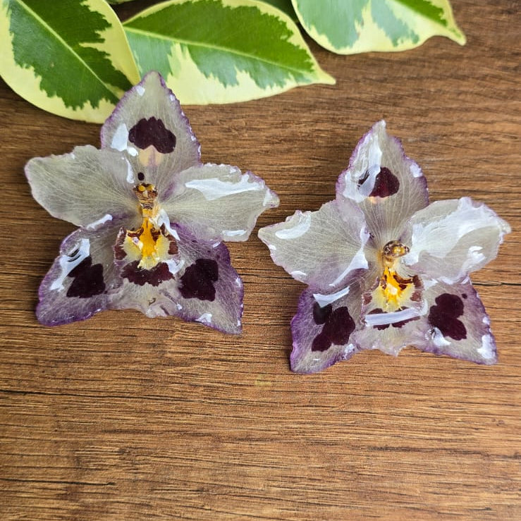 Topos orquídeas Odontoglossum