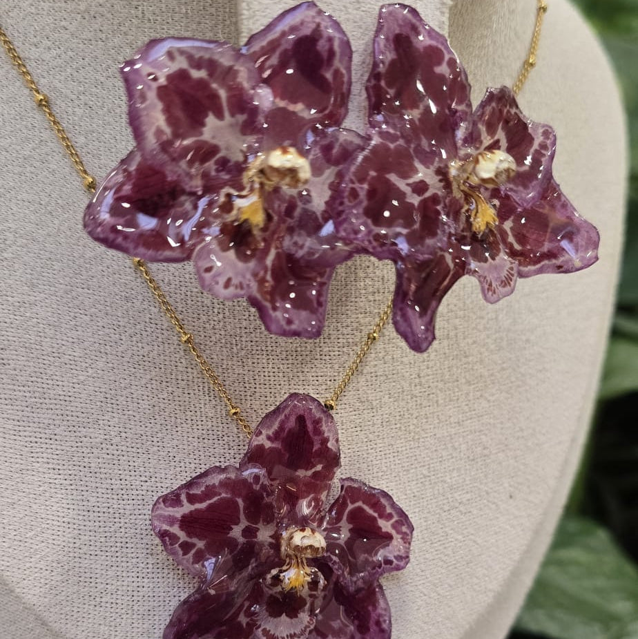 Conjunto Odontoglossum