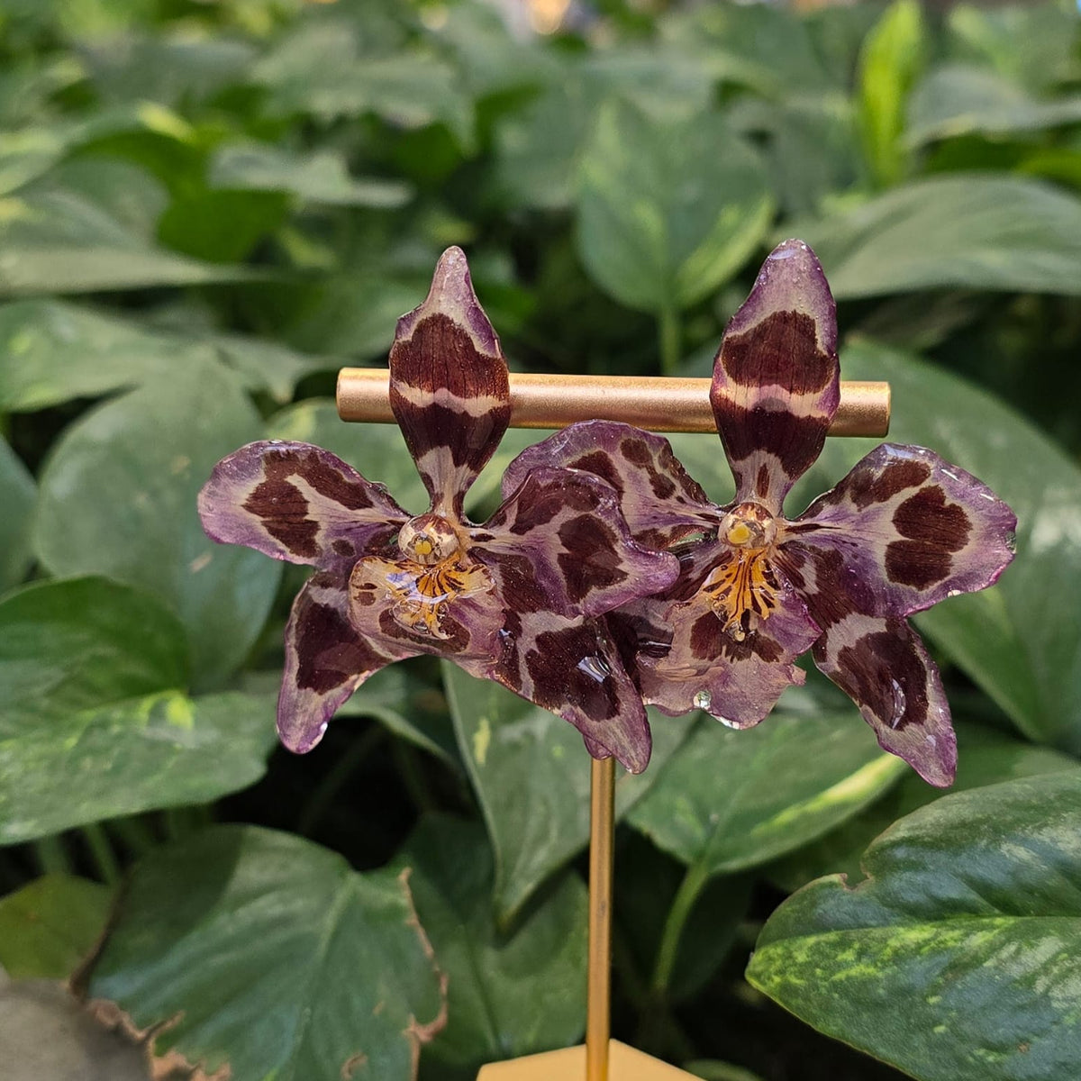 Topos orquídeas Odontoglossum