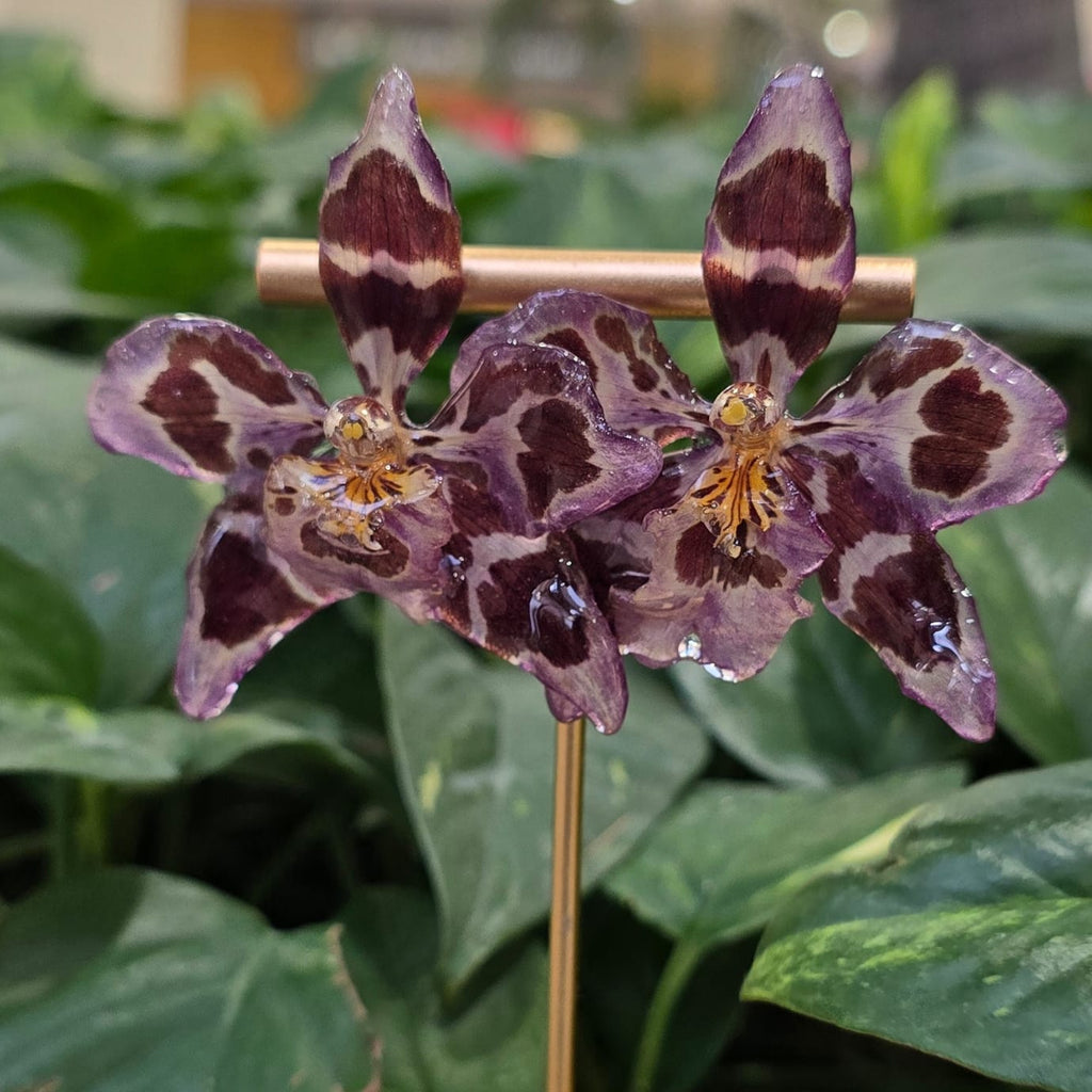 Topos orquídeas Odontoglossum