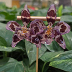 Topos orquídeas Odontoglossum