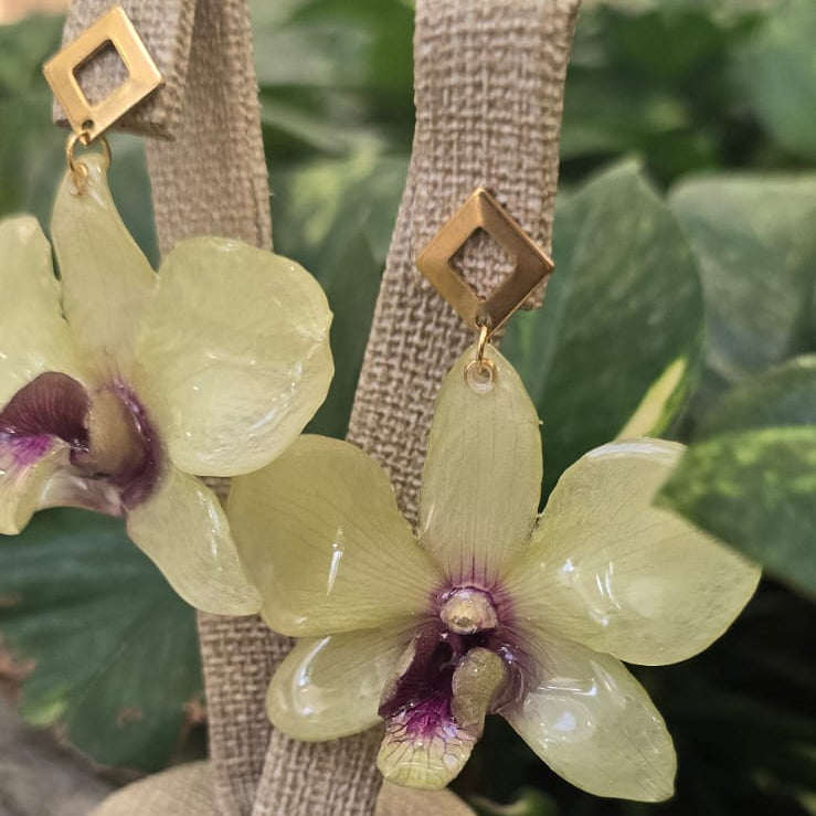 Aretes Dendrobium