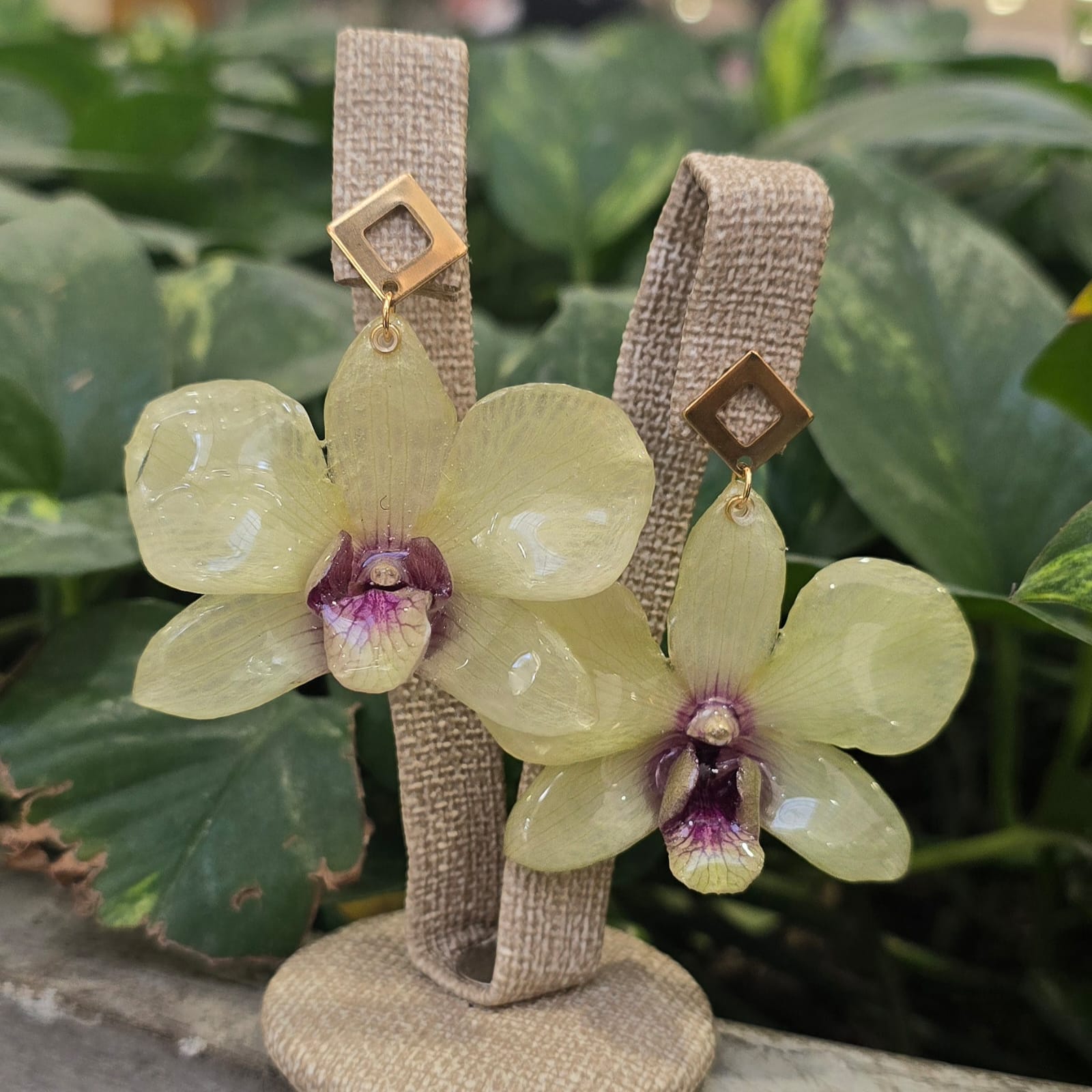 Aretes Dendrobium