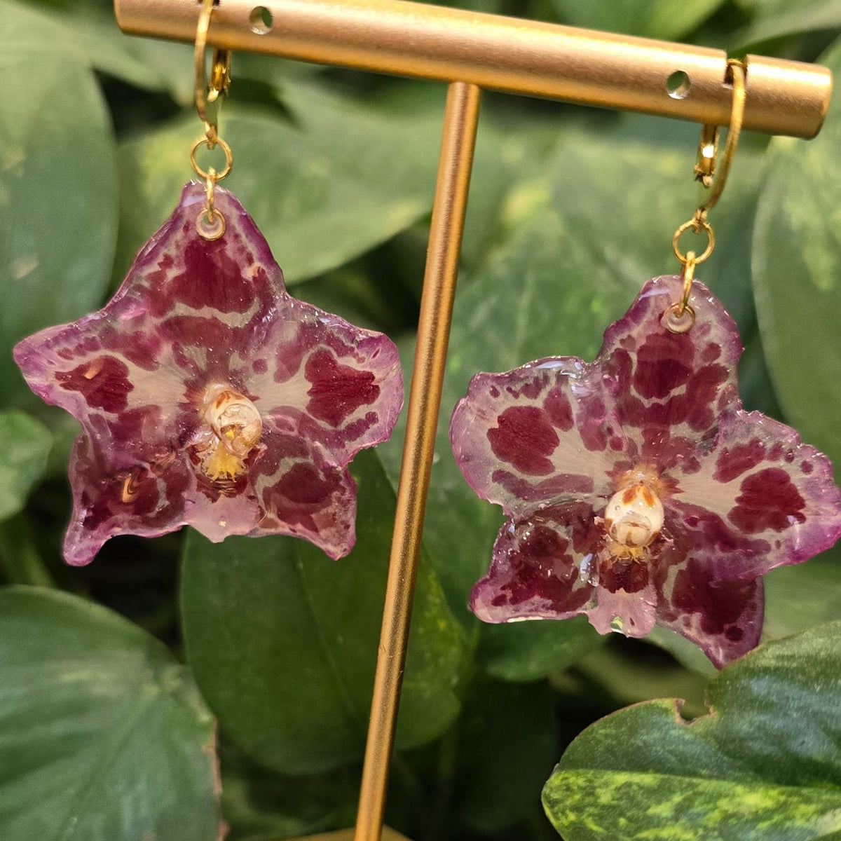 Topos orquídeas Odontoglossum