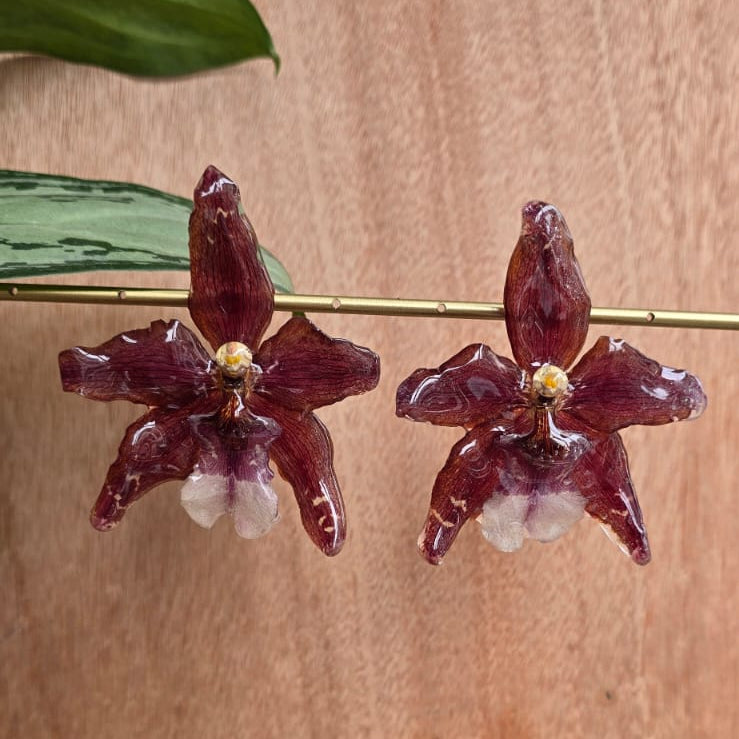 Topos orquídeas Odontoglossum